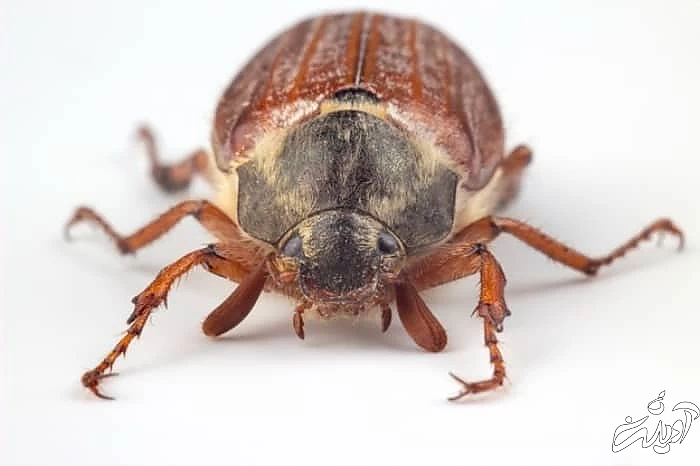 کشتن حشرات با آب اکسیژنه کشتن حشرات